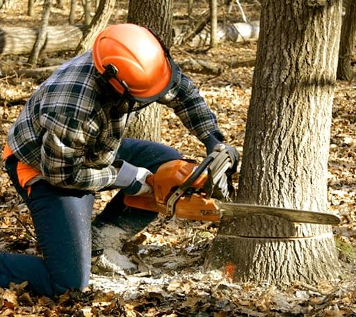 Tree Removal in Hillsborough, NC